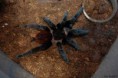 Brachypelma vagans